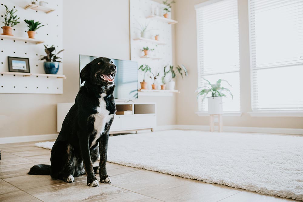 pet chewing electrical cordsy ele kansas city