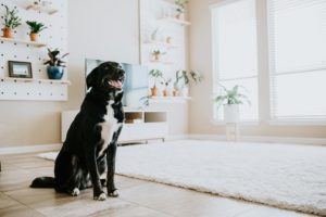 pet chewing electrical cordsy ele kansas city